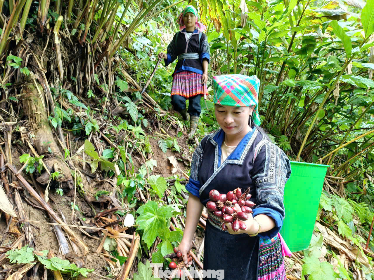 Mỗi năm gia đình chị Phếnh thu về hàng trăm triệu đồng từ trồng thảo quả. Mỗi năm gia đình chị Phếnh thu về hàng trăm triệu đồng từ trồng thảo quả.