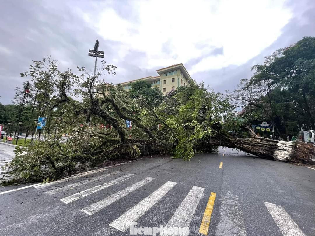Nhiều người tỏ ra tiếc nuối khi cây đa biểu tượng này bị gãy đổ.