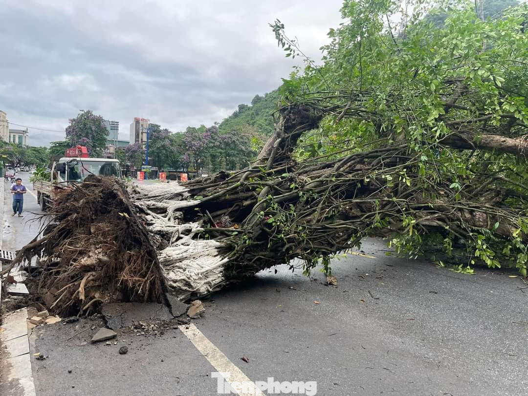 Sáng cùng ngày, cây đa đã được đưa đến địa điểm mới và trồng lại.