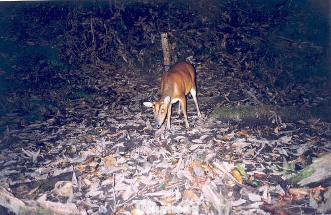 Công tác bảo vệ rừng gặp nhiều khó khăn do lực lượng mỏng, trang bị thô sơ.