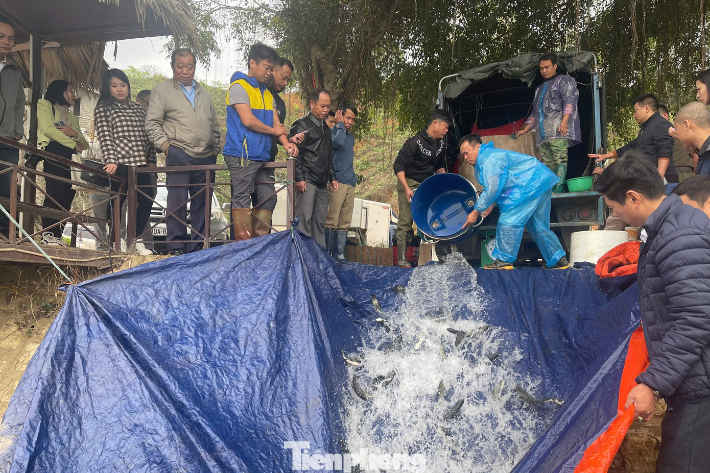 Việc thả cá giúp bổ sung nguồn thủy sản cho hồ Thác Bà.