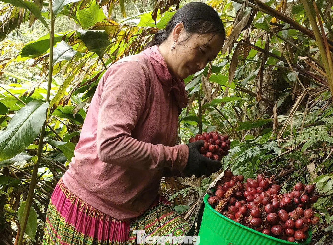 Cây thảo quả rất phù hợp khi trồng dưới tán rừng, khu vực đất dốc nhiều đá, gần khe nước. Cây thảo quả rất phù hợp khi trồng dưới tán rừng, khu vực đất dốc nhiều đá, gần khe nước.