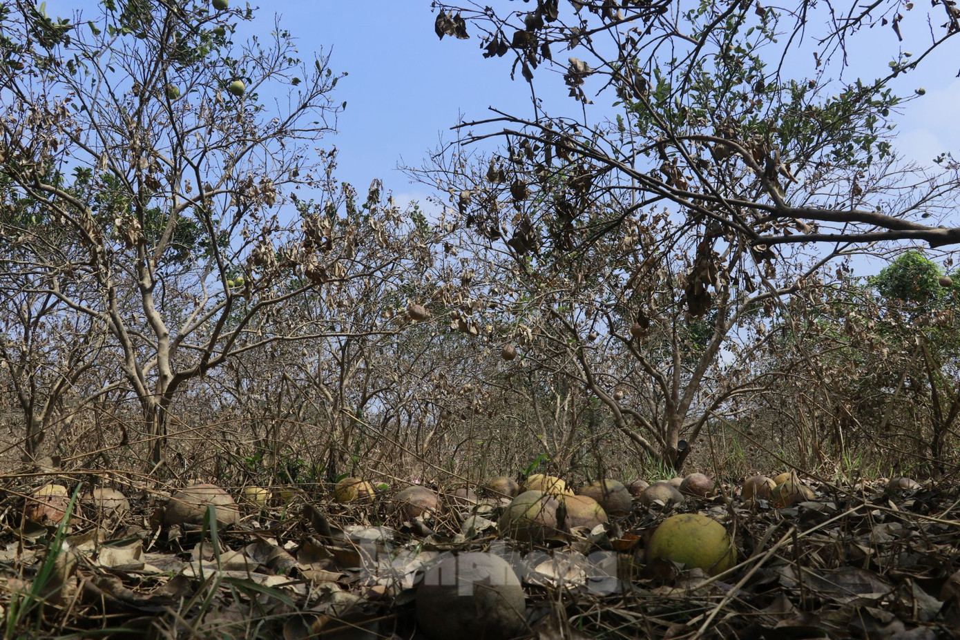 Những quả bưởi bị úng nước nằm la liệt dưới các gốc cây, nằm rải rác khắp các vườn.