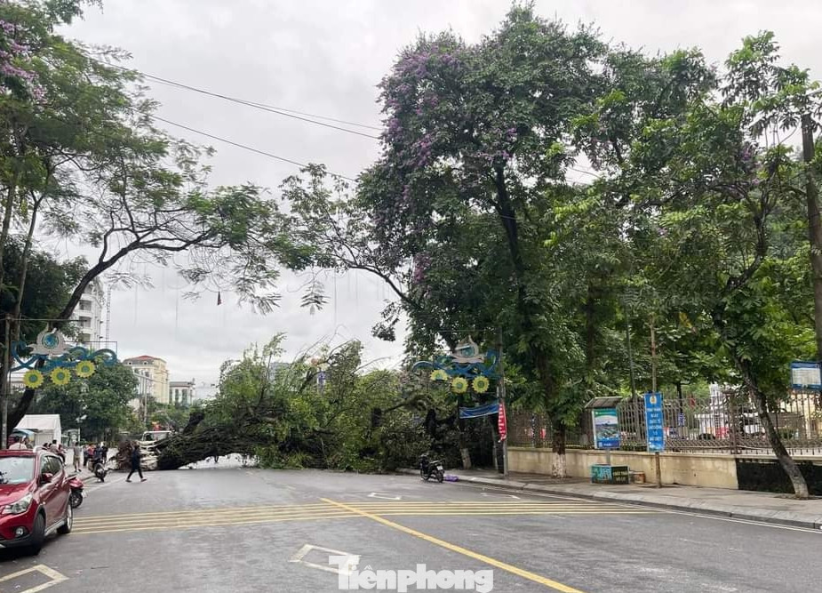 Cây đa nằm cạnh cột mốc km0, trở thành điểm check in của đông đảo du khách khi đến du lịch nơi đây.