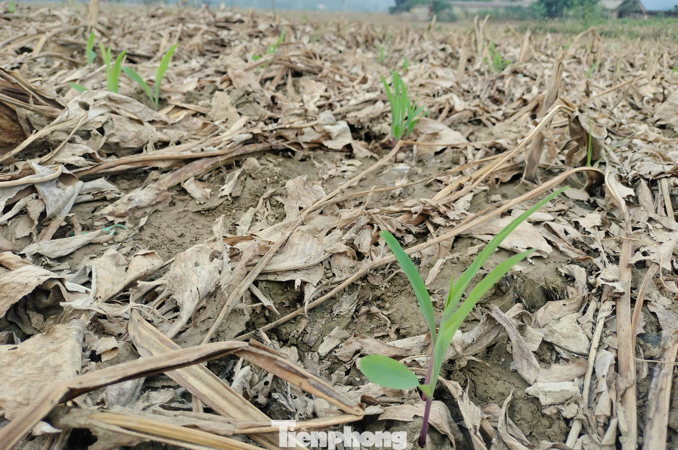 Vợ chồng ông Lương Quý Đức ở cùng thôn với ông Minh có 6 sào dong riềng ven sông bị ngập úng mất trắng. Với diện tích trên cao hơn, sau khi nước rút cả nhà đào rãnh khơi thông và xới đất giữa các luống để cây dong riềng không bị chết úng. Cố gắng cứu vãn diện tích còn lại để hi vọng có củ dong riềng giống trồng vào vụ xuân tới.