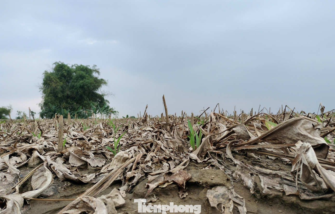 Tranh thủ thời tiết chưa lạnh, ông Minh gieo vài cân ngô giống, nếu thời tiết thuận lợi sẽ được thu hoạch để lấy lương thực chăn nuôi gia cầm, ngoài ra còn có cây xanh để làm thức ăn cho trâu, bò. Sau Tết ông sẽ cải tạo đất để trồng vụ dong riềng mới.