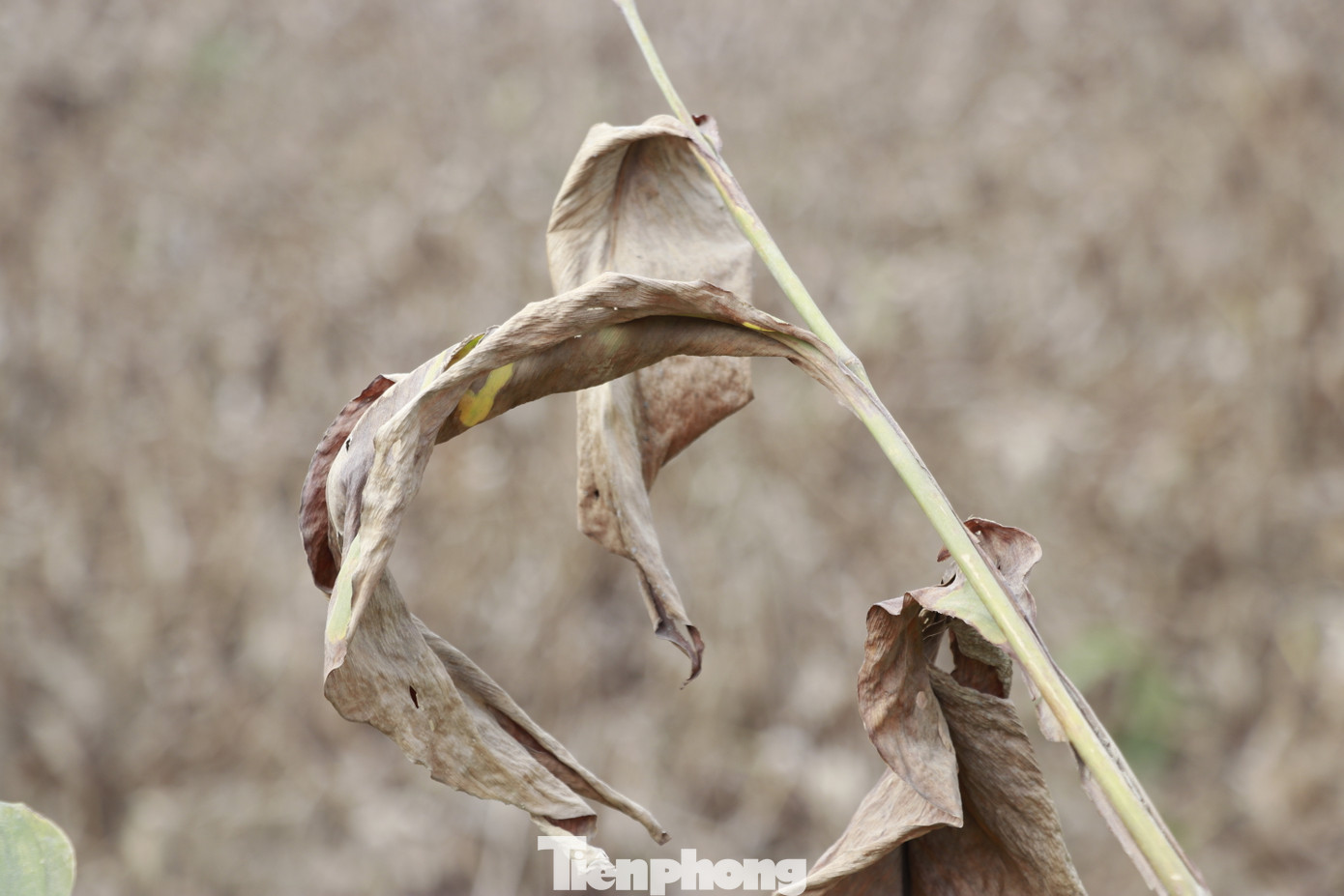 Ông Bùi Văn Minh, ở thôn Thịnh An, xã Quy Mông chia sẻ, 8 sào dong riềng của gia đình đã bị ngập úng trong nước lũ sông Hồng, bùn phù sa vùi sâu 60cm. Nếu không có trận lụt lớn vừa qua, diện tích này sẽ cho gia đình ông thu nhập gần 100 triệu đồng sau khi trừ hết chi phí giống, phân bón, thuốc bảo vệ thực vật… nhưng nay thì mất trắng.