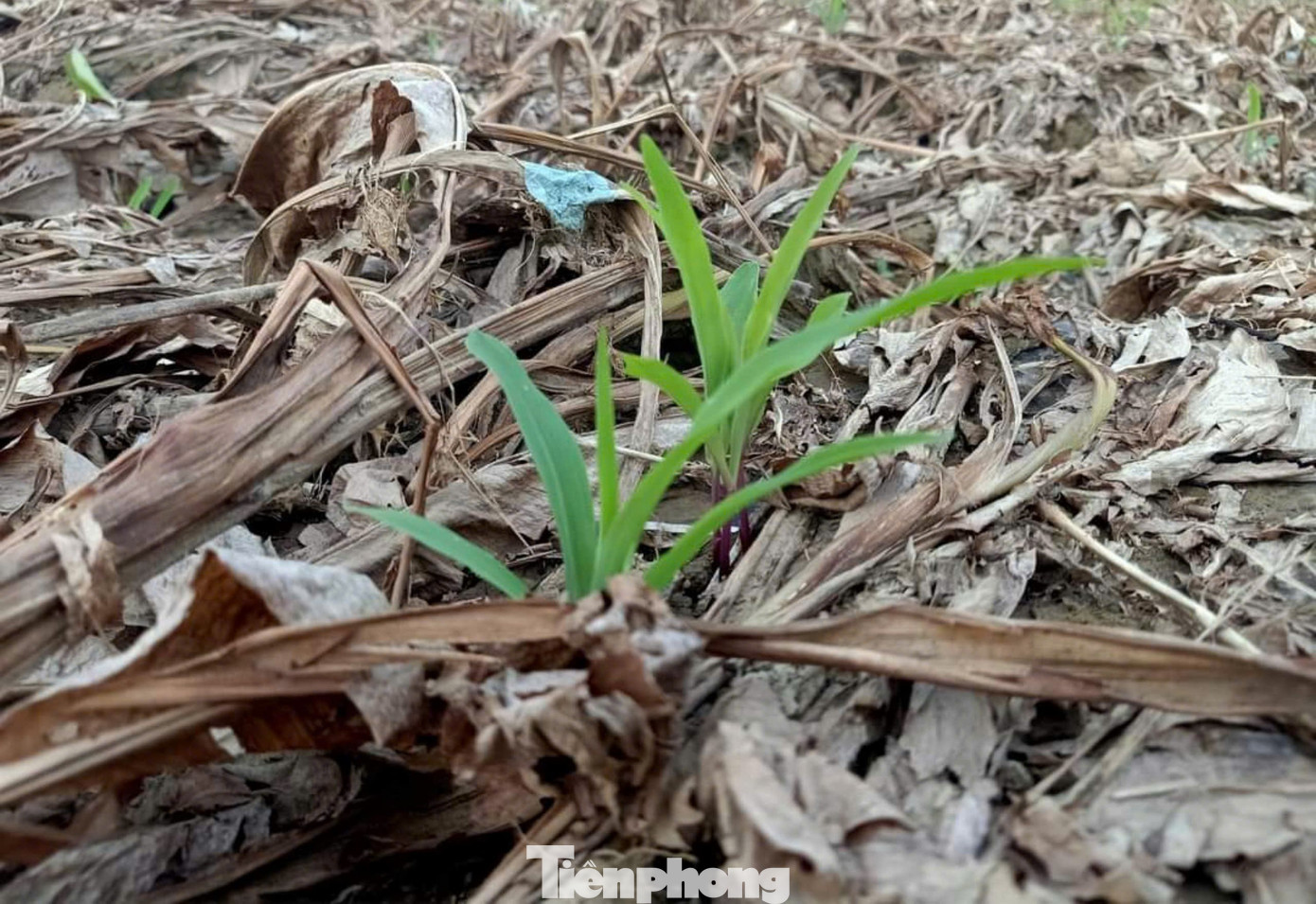 Tranh thủ thời tiết chưa lạnh, ông Minh gieo vài cân ngô giống, nếu thời tiết thuận lợi sẽ được thu hoạch để lấy lương thực chăn nuôi gia cầm, ngoài ra còn có cây xanh để làm thức ăn cho trâu, bò. Sau Tết ông sẽ cải tạo đất để trồng vụ dong riềng mới.