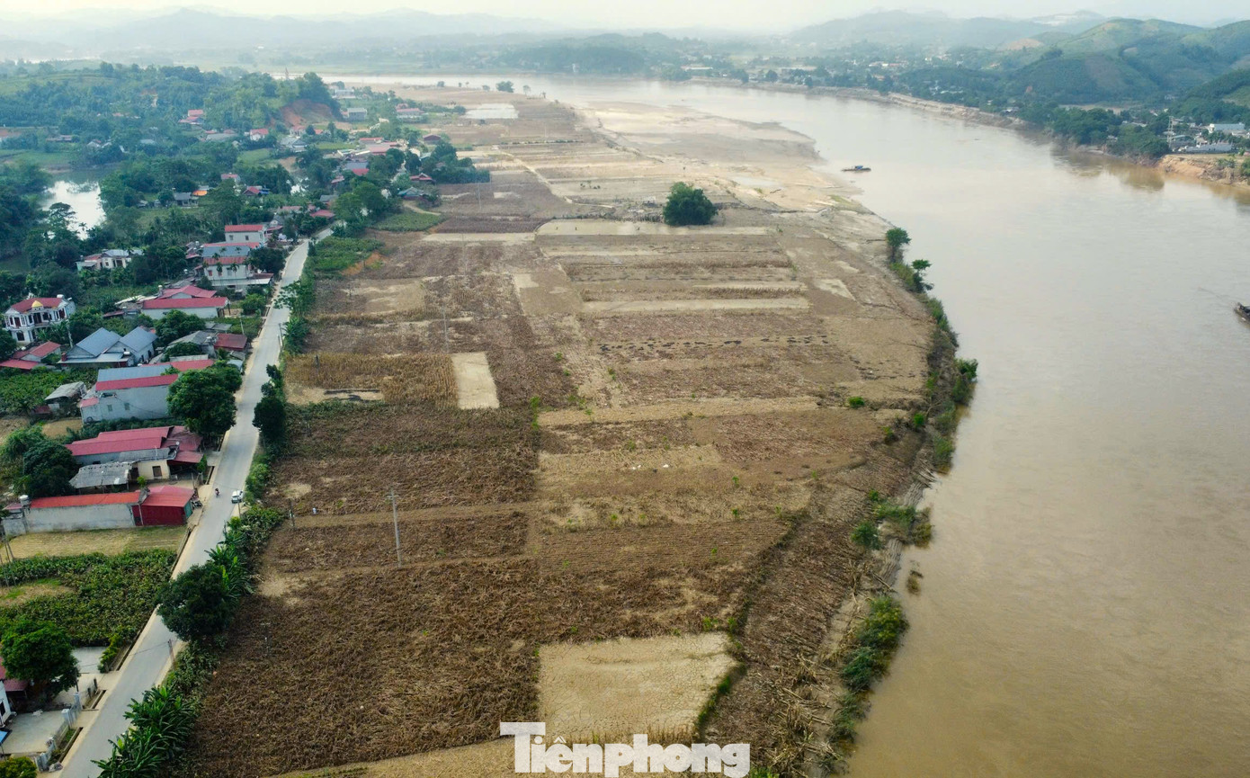 Hơn 1 tháng trước, cả cánh đồng dong riềng ở xã Quy Mông, huyện Trấn Yên đang xanh mướt một màu, những bông hoa đỏ rực, báo hiệu vụ thu hoạch sắp tới. Tuy nhiên, sau hoàn lưu cơn bão số 3, tất cả các ruộng dong riềng chết khô, gẫy đổ, bùn đất vùi lấp.