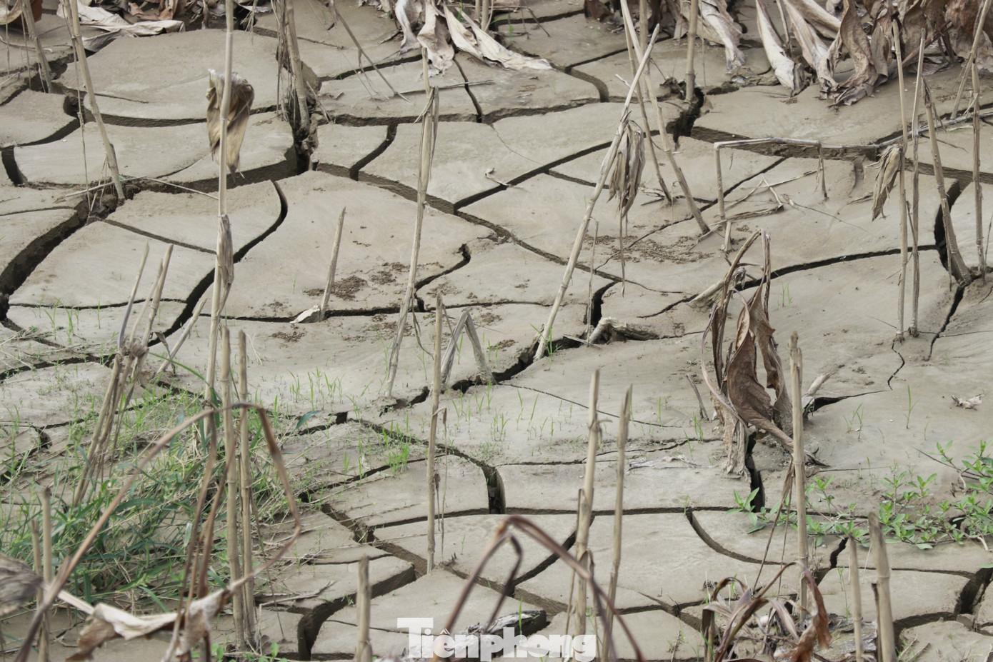 Sau khi nước lũ rút, bùn bồi lấp đến 50cm, có chỗ trũng sâu cả mét, nắng lên đất nẻ tuếch toác, cây héo úa chết dần. Tổng diện tích cây dong riềng bị vùi lấp trên địa bàn xã Quy Mông lên đến gần 60ha.