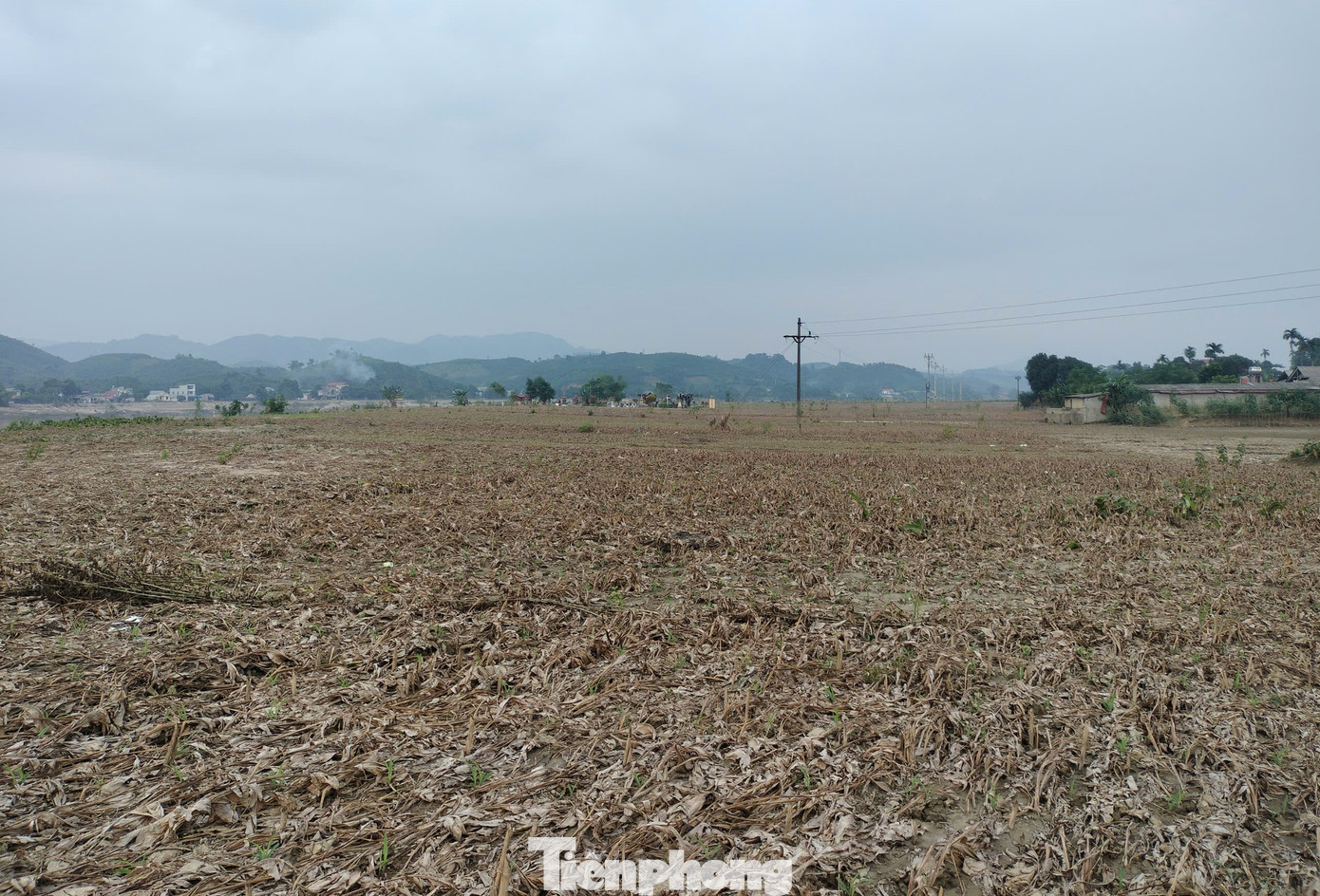 Ông Bùi Văn Minh, ở thôn Thịnh An, xã Quy Mông chia sẻ, 8 sào dong riềng của gia đình đã bị ngập úng trong nước lũ sông Hồng, bùn phù sa vùi sâu 60cm. Nếu không có trận lụt lớn vừa qua, diện tích này sẽ cho gia đình ông thu nhập gần 100 triệu đồng sau khi trừ hết chi phí giống, phân bón, thuốc bảo vệ thực vật… nhưng nay thì mất trắng.