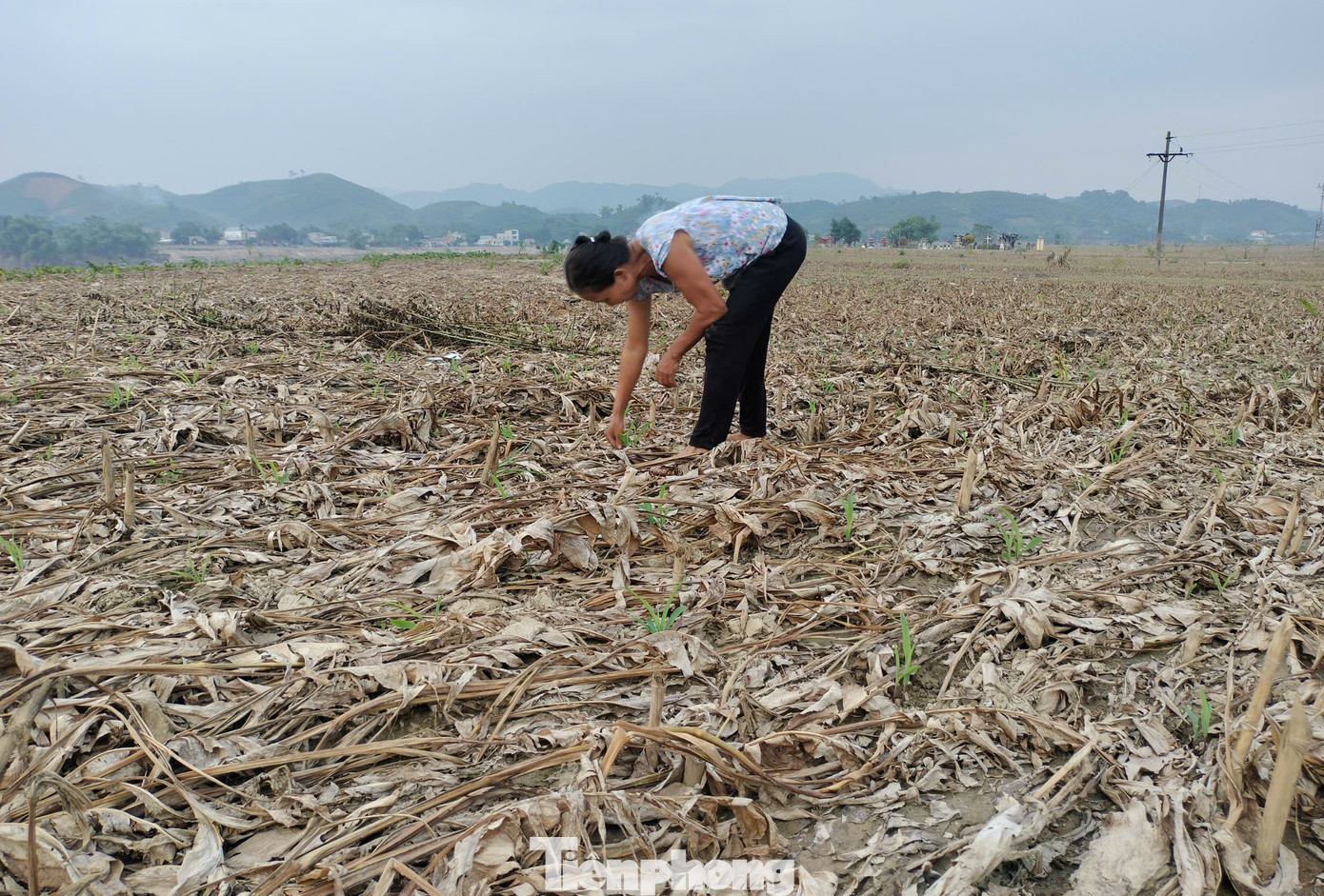 Vợ chồng ông Lương Quý Đức ở cùng thôn với ông Minh có 6 sào dong riềng ven sông bị ngập úng mất trắng. Với diện tích trên cao hơn, sau khi nước rút cả nhà đào rãnh khơi thông và xới đất giữa các luống để cây dong riềng không bị chết úng. Cố gắng cứu vãn diện tích còn lại để hi vọng có củ dong riềng giống trồng vào vụ xuân tới.
