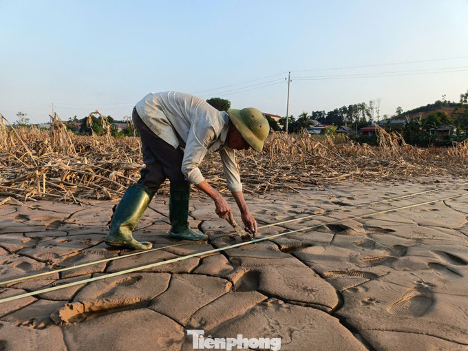 Tranh thủ thời tiết chưa lạnh, ông Minh gieo vài cân ngô giống, nếu thời tiết thuận lợi sẽ được thu hoạch để lấy lương thực chăn nuôi gia cầm, ngoài ra còn có cây xanh để làm thức ăn cho trâu, bò. Sau Tết ông sẽ cải tạo đất để trồng vụ dong riềng mới.