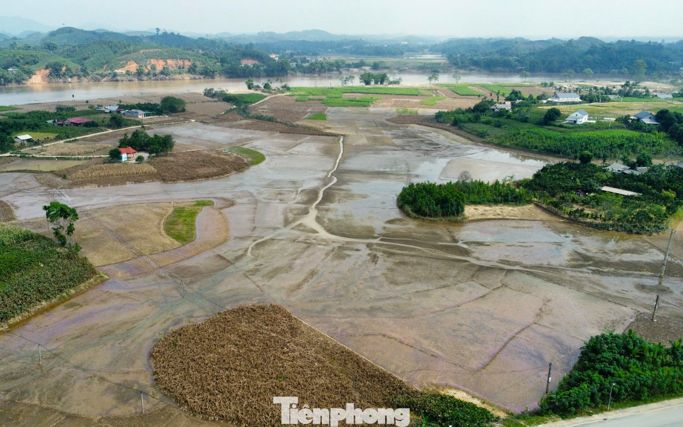 Hơn 1 tháng trước, cả cánh đồng dong riềng ở xã Quy Mông, huyện Trấn Yên đang xanh mướt một màu, những bông hoa đỏ rực, báo hiệu vụ thu hoạch sắp tới. Tuy nhiên, sau hoàn lưu cơn bão số 3, tất cả các ruộng dong riềng chết khô, gẫy đổ, bùn đất vùi lấp.