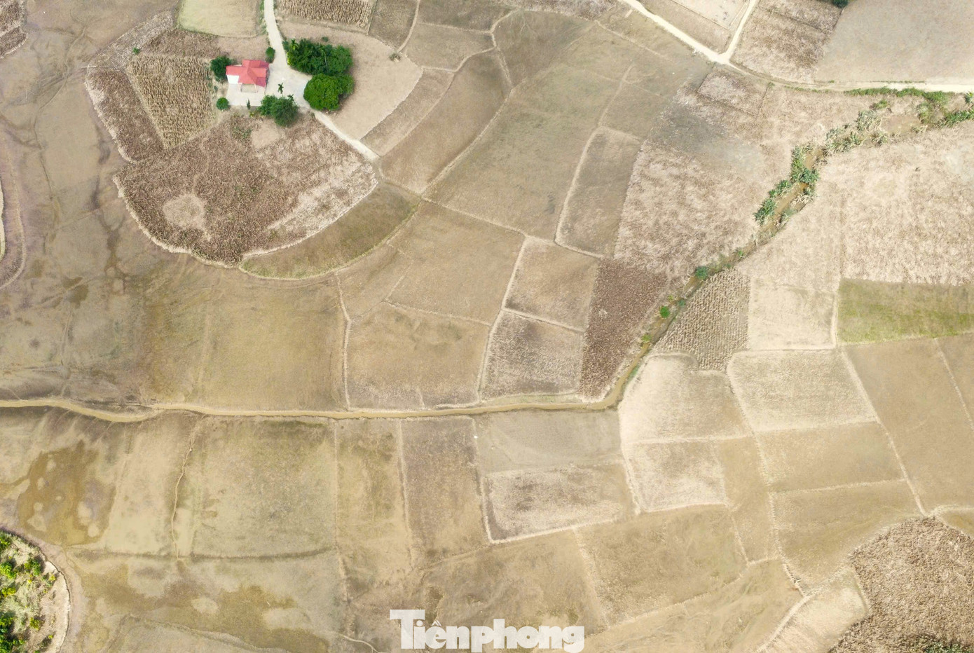 Sau khi nước lũ rút, bùn bồi lấp đến 50cm, có chỗ trũng sâu cả mét, nắng lên đất nẻ tuếch toác, cây héo úa chết dần. Tổng diện tích cây dong riềng bị vùi lấp trên địa bàn xã Quy Mông lên đến gần 60ha.