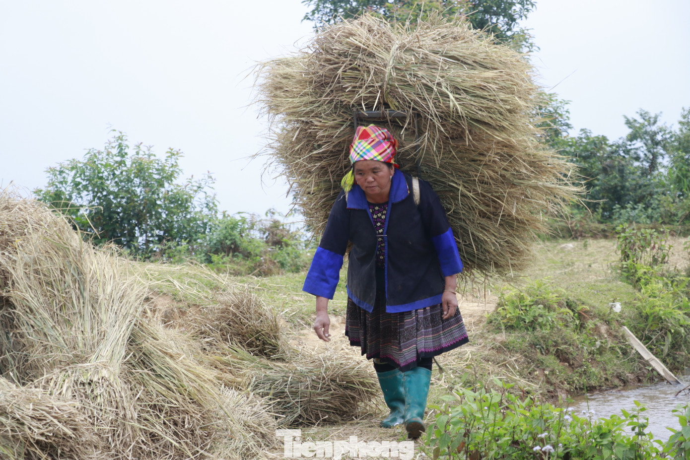 Những bông lúa trĩu nặng được bà con gánh từ những vạt đồi cao ra đường lớn để mang về nhà.