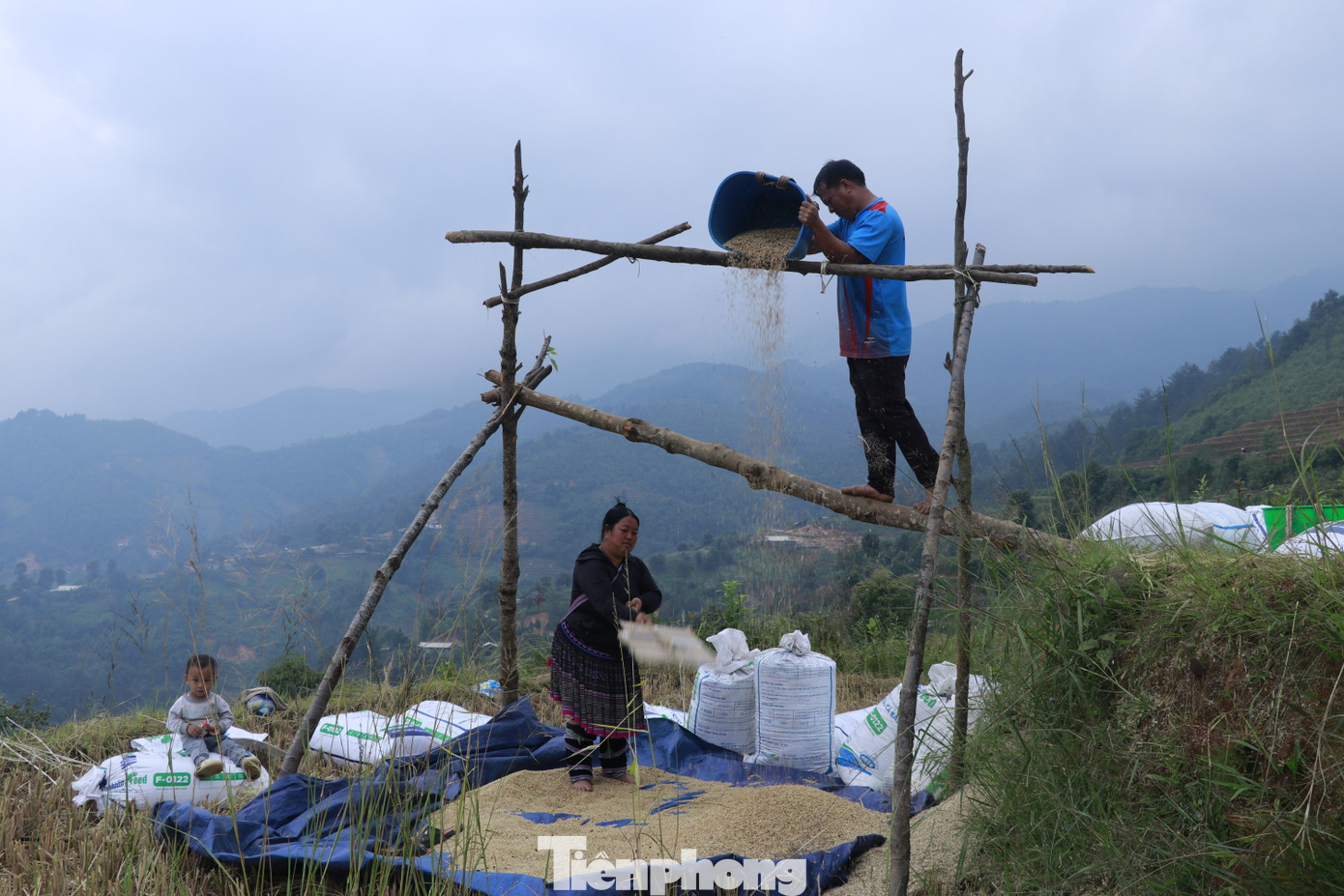 Các hoạt động sàng thóc, lúa được thực hiện ngay tại ruộng.