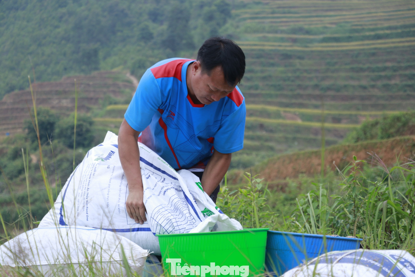 Các hoạt động sàng thóc, lúa được thực hiện ngay tại ruộng.