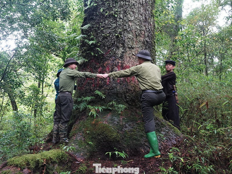Tại Khu bảo tồn, hơn 4.000 cây thiết sam và pơ mu cổ thụ, tuổi đời từ 400 - 800 năm được gắn biển Cây di sản Việt Nam.