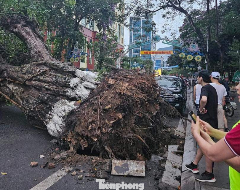 Cây đa đã gắn bó với lịch sử hình thành và phát triển của người dân Hà Giang qua nhiều thế hệ.