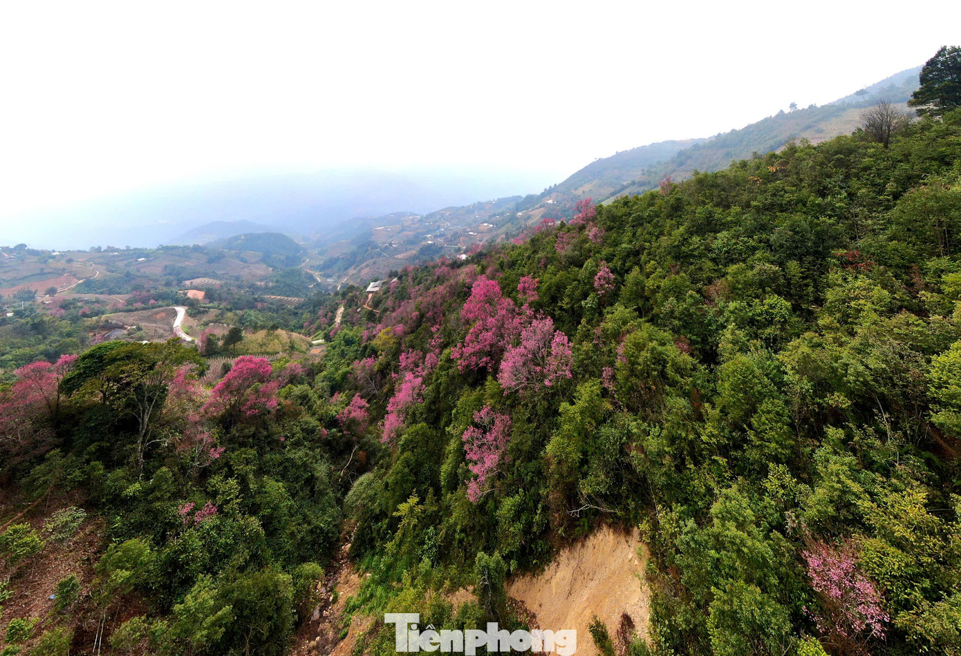 Đến với Mù Cang Chải trong những ngày đông giá rét, du khách cảm thấy ấm áp hơn bởi không gian tràn ngập trong sắc đỏ của hoa Tớ Dày mà người Mông thường gọi là “Pằng Tớ dày”. Loài hoa này chỉ mọc và nở hoa ở độ cao trên 1.000 m so với mực nước biển và thời tiết càng lạnh thì hoa nở càng đẹp.