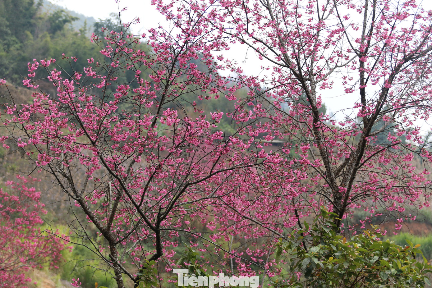 Vào dịp đất trời chuyển mình sang xuân, sau một năm lao động vất vả, mùa vàng bội thu, thóc đã đầy nhà, nhìn lên đỉnh núi thấy những cây Tớ Dày nở hoa đỏ thắm núi rừng thì cũng là lúc những chàng trai, cô gái Mông xúng xính trong bộ váy áo mới, luyện tập những điệu khèn, điệu múa, chuẩn bị những quả Pao để chơi Tết, du xuân dưới những tán hoa Tớ Dày lung linh, rực rỡ.