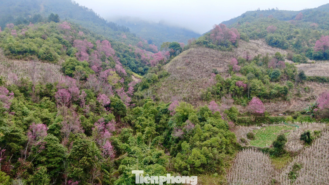 Đây cũng là dịp để huyện Mù Cang Chải tổ chức Festival Khèn Mông và Lễ hội Hoa Tớ Dày, nhằm thu hút du khách đến với vùng đất này.