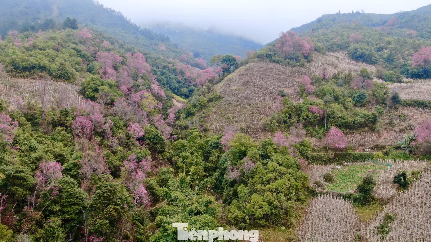 Đây cũng là dịp để huyện Mù Cang Chải tổ chức Festival Khèn Mông và Lễ hội Hoa Tớ Dày, nhằm thu hút du khách đến với vùng đất này.