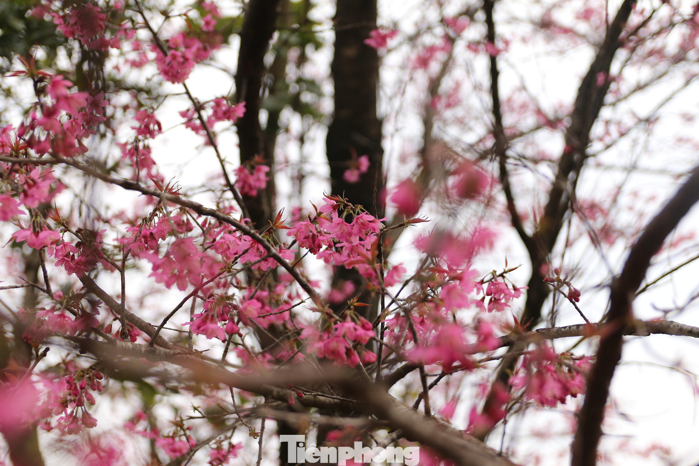 Vào dịp đất trời chuyển mình sang xuân, sau một năm lao động vất vả, mùa vàng bội thu, thóc đã đầy nhà, nhìn lên đỉnh núi thấy những cây Tớ Dày nở hoa đỏ thắm núi rừng thì cũng là lúc những chàng trai, cô gái Mông xúng xính trong bộ váy áo mới, luyện tập những điệu khèn, điệu múa, chuẩn bị những quả Pao để chơi Tết, du xuân dưới những tán hoa Tớ Dày lung linh, rực rỡ.