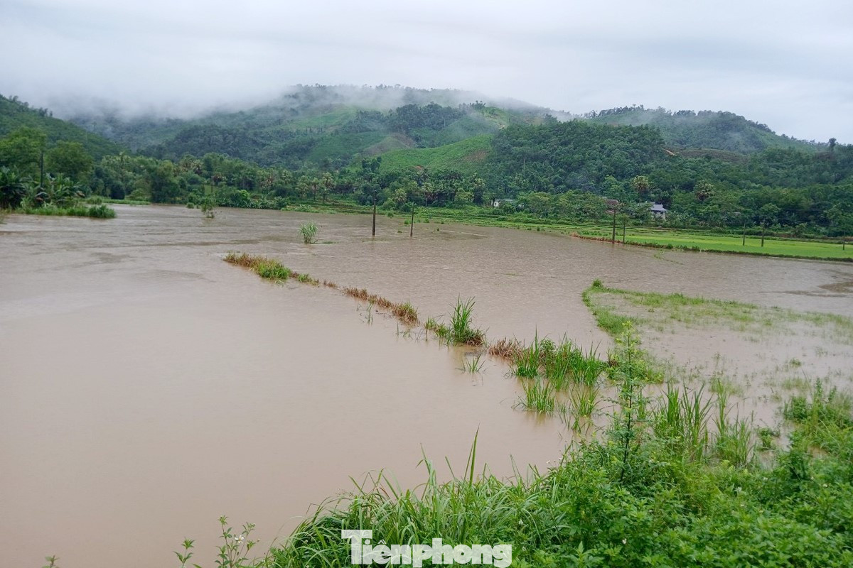 Nhiều diện tích lúa tại xã Bạch Ngọc (Vị Xuyên) ngập sâu trong nước lũ. Ảnh: Khánh Huyền. Nhiều diện tích lúa tại xã Bạch Ngọc (Vị Xuyên) ngập sâu trong nước lũ. Ảnh: Khánh Huyền.