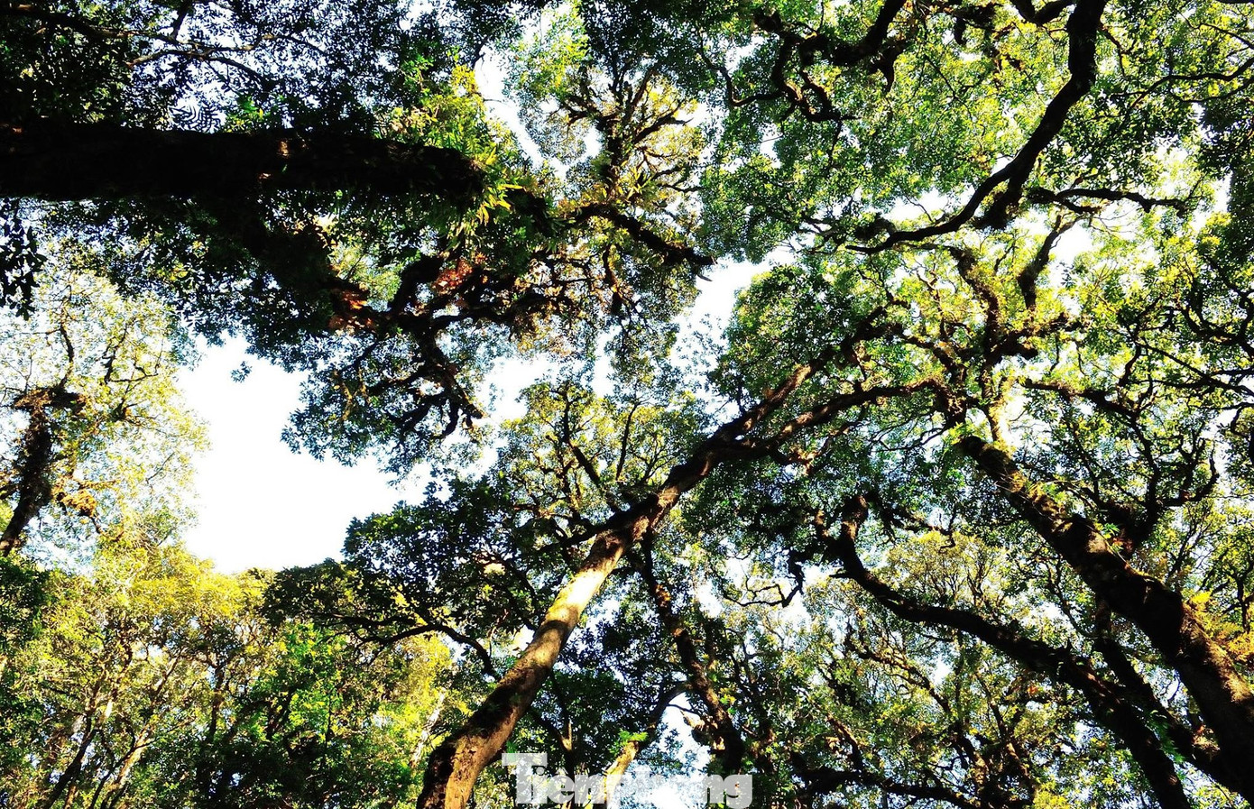 Khu Bảo tồn loài và sinh cảnh Mù Cang Chải có nhiều tiềm năng phát triển du lịch sinh thái.