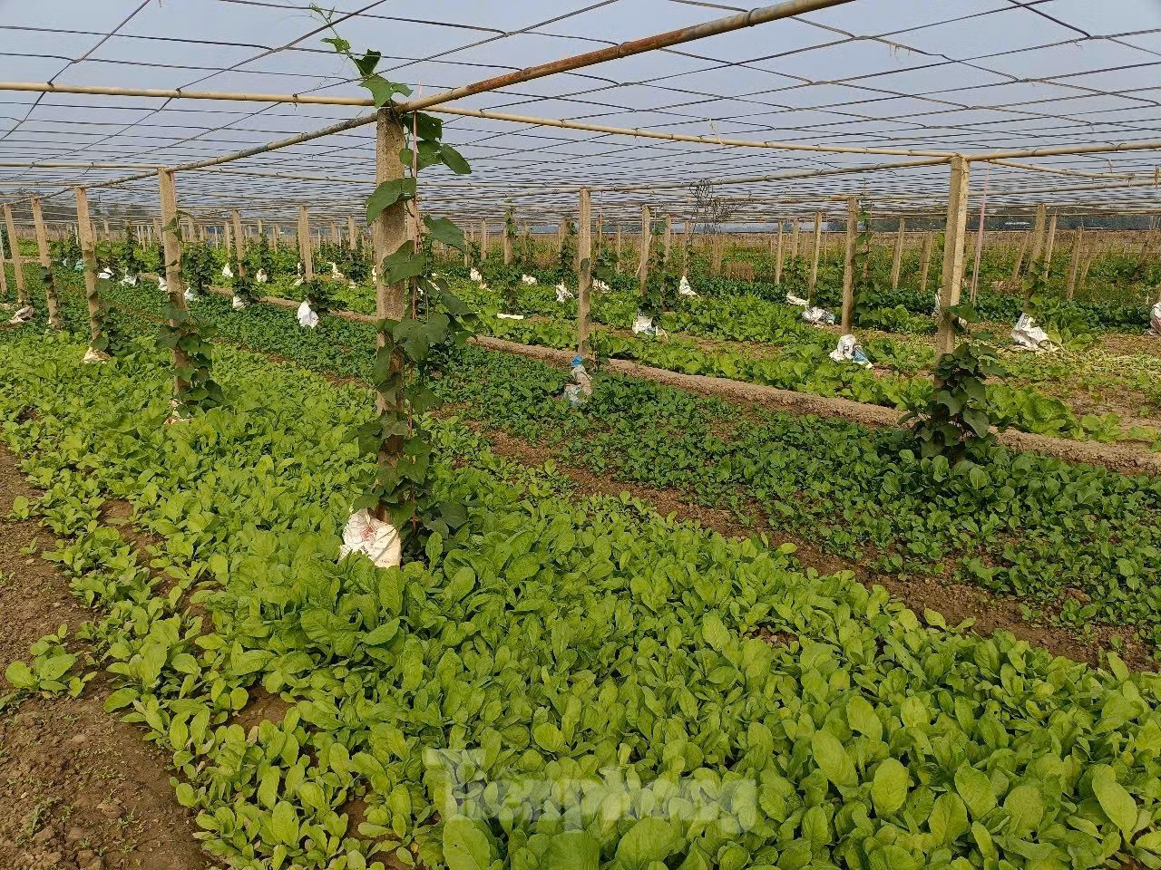 Giống như chị Hiền, nhiều hộ dân nơi đây sau khi ổn định lại cuộc sống, được sự hỗ trợ của các sở ngành, chính quyền địa phương và các mạnh thường quân, đã bắt đầu xuống đồng cải tạo lại đất, quyết tâm hồi sinh lại "vựa rau" nơi đây.