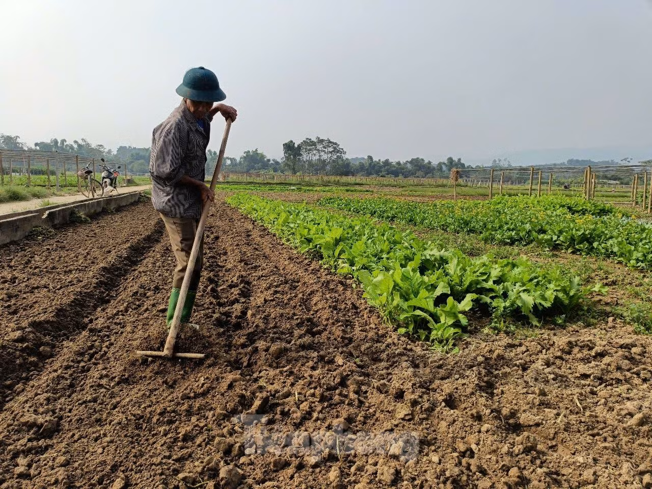 Chị Nguyễn Thị Thu Hiền, ở thôn Bái Dương, xã Tuy Lộc than thở, hơn 2 tháng rồi, việc khắc phục chưa biết bắt đầu từ đâu, chồng phải đi làm thuê để lấy tiền trang trải cuộc sống cho cả nhà. Với khối lượng cây cối và rác khổng lồ thế này nếu dọn thủ công thì phải mất vài tháng.