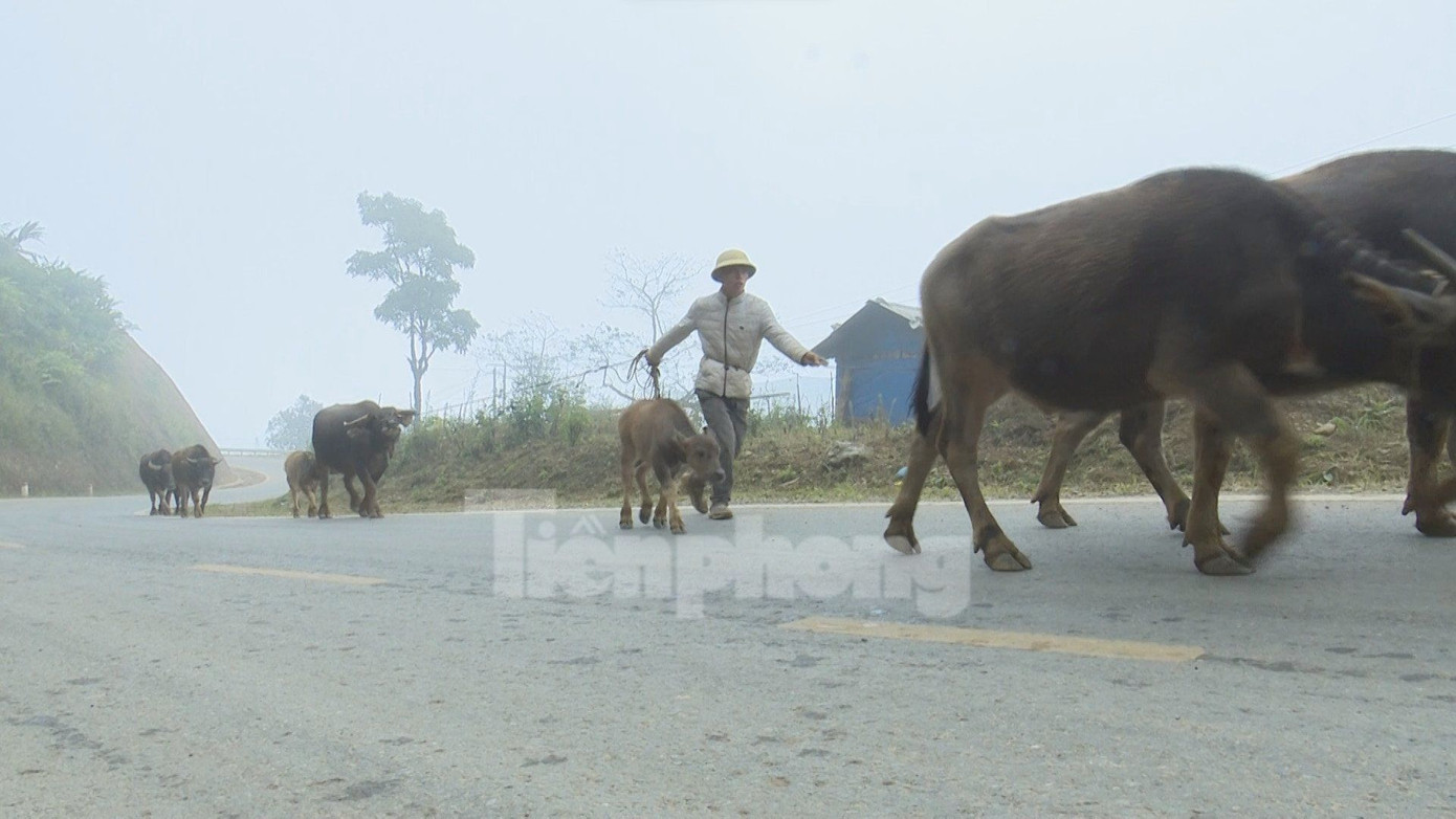 Huyện biên giới Phong Thổ (Lai Châu) những ngày qua sương mù dày đặc vào đêm và sáng sớm khiến nhiệt độ giảm sâu, nhất là ở các xã biên giới phía Bắc của huyện. Ngay khi nắm bắt thông tin thời tiết rét đậm, rét hại, người dân đã chủ động lùa đàn trâu, bò đang chăn thả trên đồi về nhà.