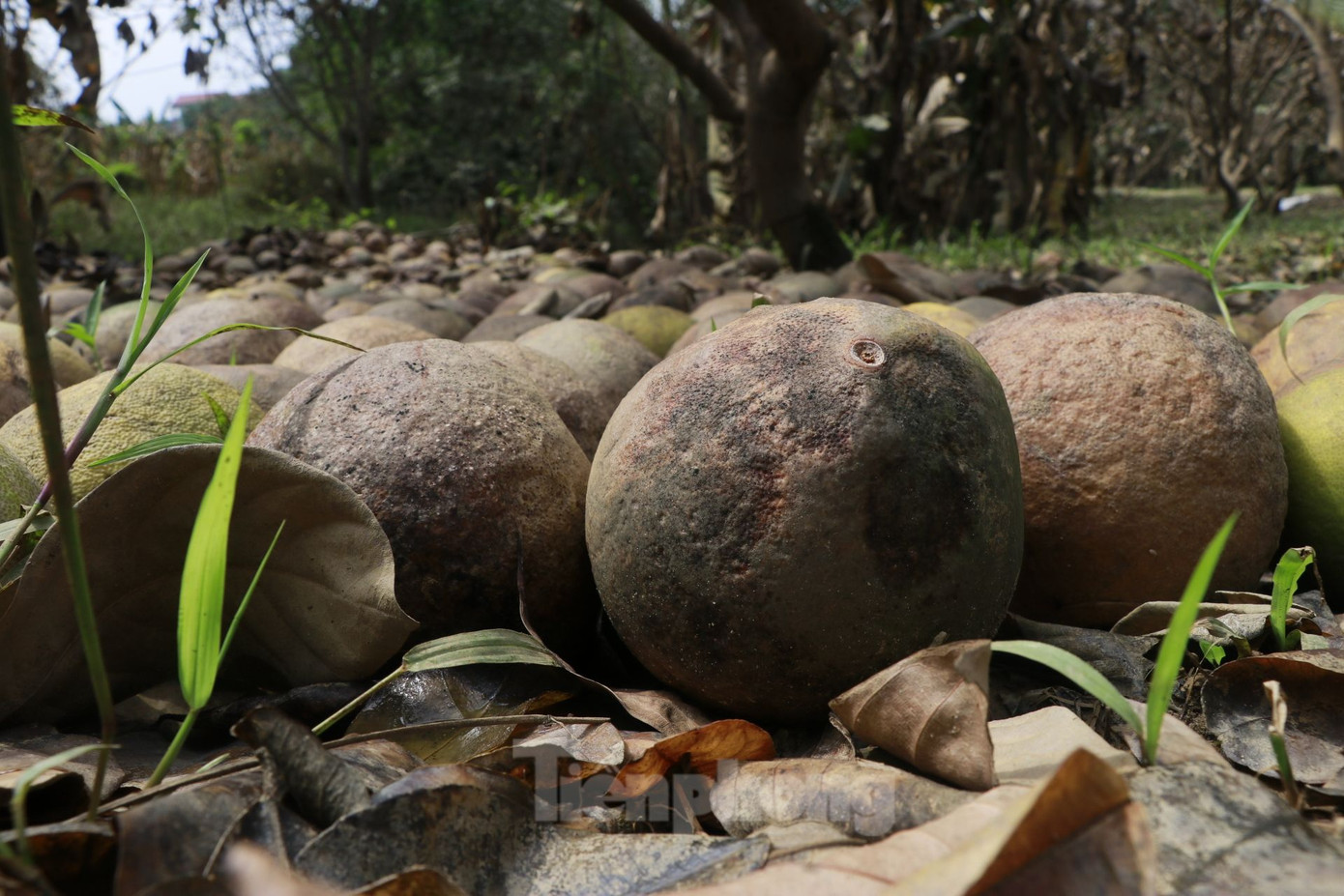Những quả bưởi bị úng nước nằm la liệt dưới các gốc cây, nằm rải rác khắp các vườn.