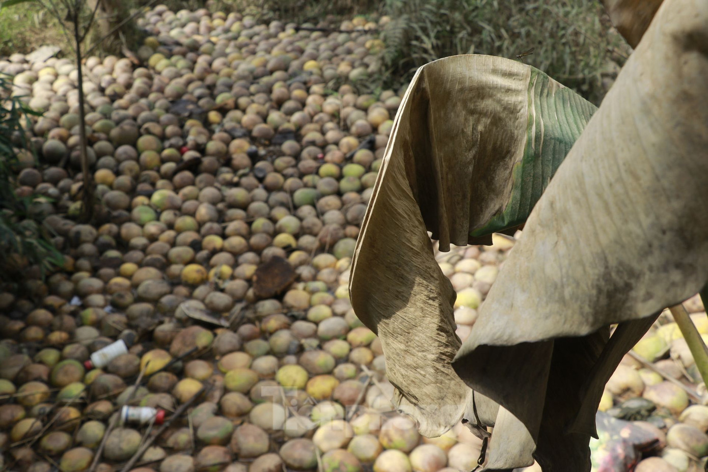 Những quả bưởi bị úng nước nằm la liệt dưới các gốc cây, nằm rải rác khắp các vườn.