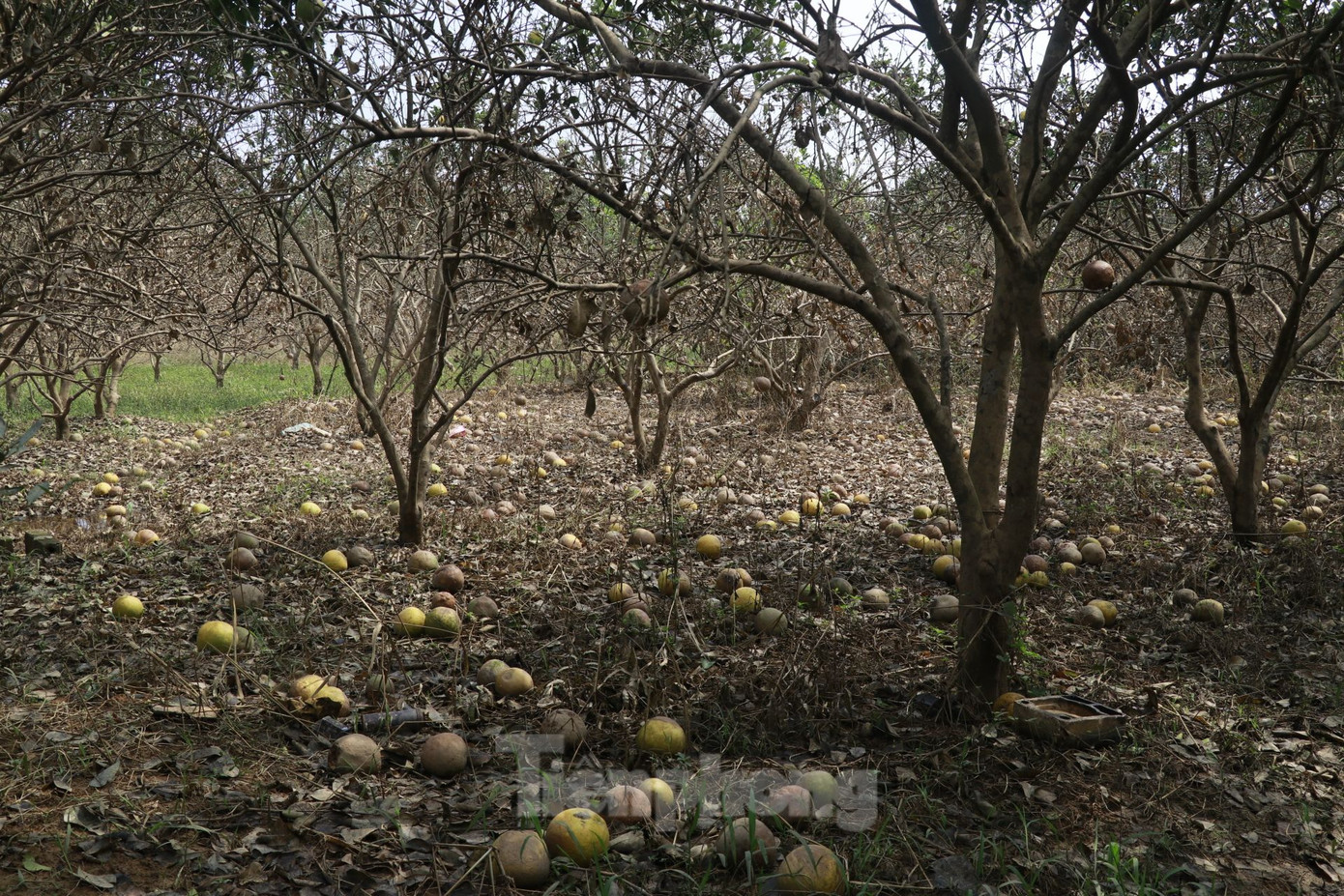 Đối với diện tích có thể khôi phục được, xã khuyến cáo bà con cắt tỉa cành, khơi thông thoát nước, tiếp tục chăm sóc để tạo lại tán cây. Còn diện tích bị thiệt hại dưới 30%, xã hướng dẫn người dân đảm bảo thoát nước, cắt tỉa bớt cành, tiếp tục chăm sóc để đảm bảo chất lượng quả, đảm bảo thu nhập cho người dân.