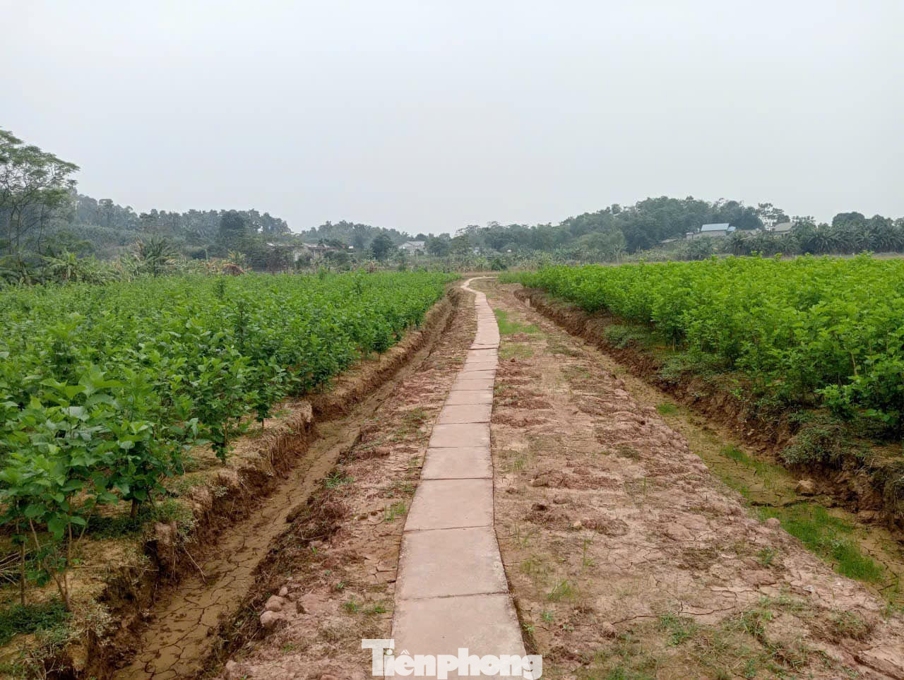 Địa phương đang nỗ lực thay thế các giống cây trồng ngắn ngày vào những diện tích bị ngập úng, hư hại. Sau đó sẽ tiến hành hướng dẫn bà con cải tạo đất, lựa chọn giống cây phù hợp thay thế hoặc tái trồng các cây chuyên canh.