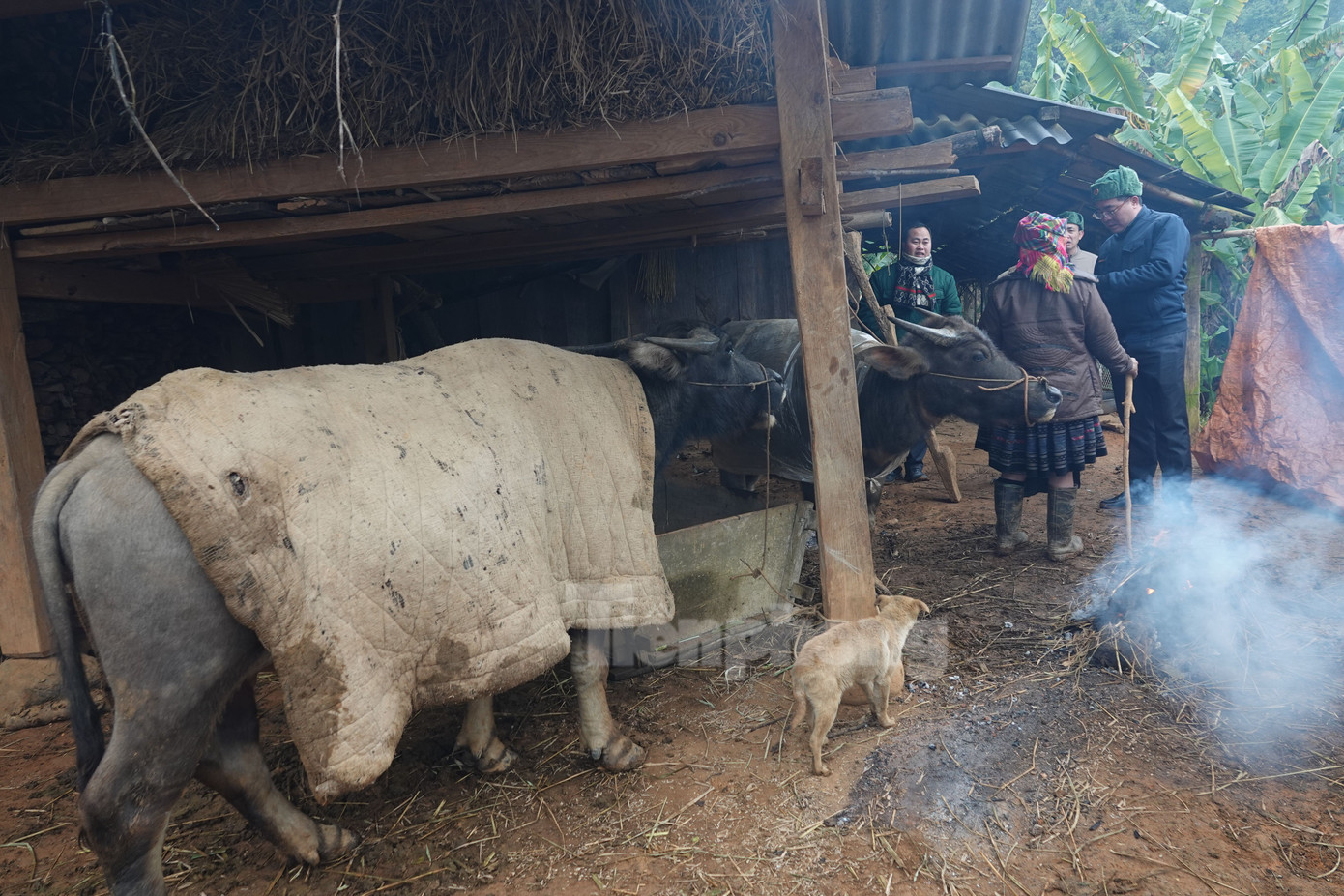 Theo thống kê, đến thời điểm hiện tại trên địa bàn 2 tỉnh Yên Bái và Lai Châu chưa có trường hợp gia súc bị chết do rét đậm, rét hại gây ra. Tại Lào Cai, cho đến hiện tại vẫn chưa ghi nhận thiệt hại về hoa màu, vật nuôi. Tuy nhiên, thời tiết rét đậm rét hại kéo dài có thể có những thiệt hại phát sinh.