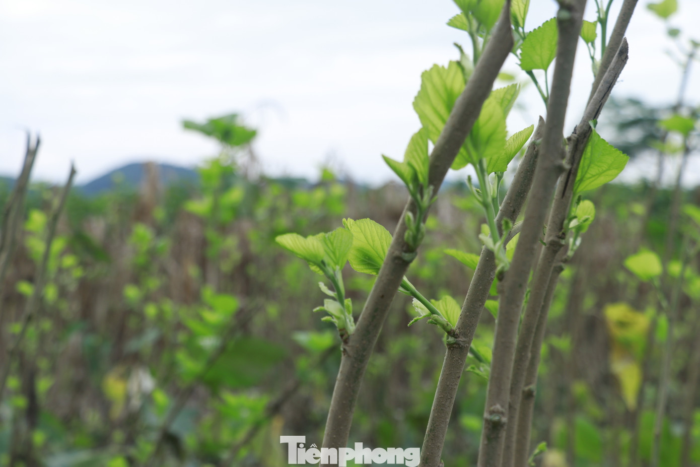 Bà Lê Thị Dư (ở thôn Lan Đình, xã Việt Thành) cho biết trong năm nay, cả huyện coi như mất trắng một lứa tằm do không thể chăm sóc được.