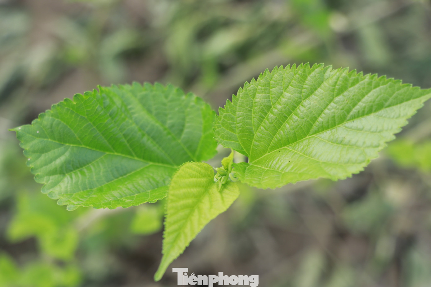 Gần 220 ha dâu của xã bị ngập úng, 40 ha lúa và hơn 60 ha rau màu cũng chung số phận. Nhiều hộ dân vừa thu hoạch kén nhưng mắc nước lũ không bán được nên kén già hóa bướm phải bỏ đi. Hàng trăm hộ dân đang nuôi tằm ăn rỗi cũng phải đổ bỏ do dâu ngập úng, cạn kiệt nguồn thức ăn, đến nay thiệt hại chưa thể tính toán được.