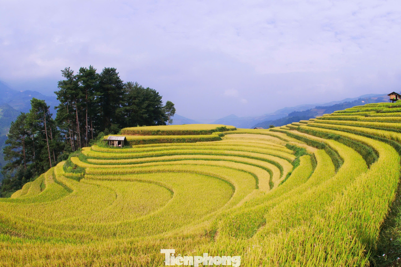 Theo ghi nhận của phóng viên, những ngày giữa tháng 10, trên những thửa ruộng bậc thang Mù Cang Chải, lúa đã chín vàng rộ khắp các cánh đồng, một số địa điểm đã thu hoạch.