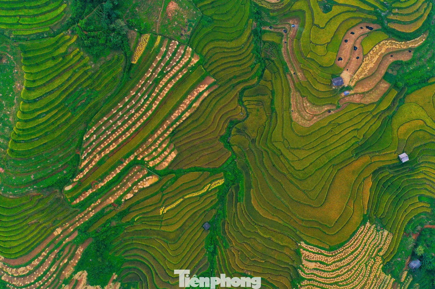 ... trở thành biểu tượng văn hóa của vùng núi phía Bắc, thu hút sự chú ý của du khách.