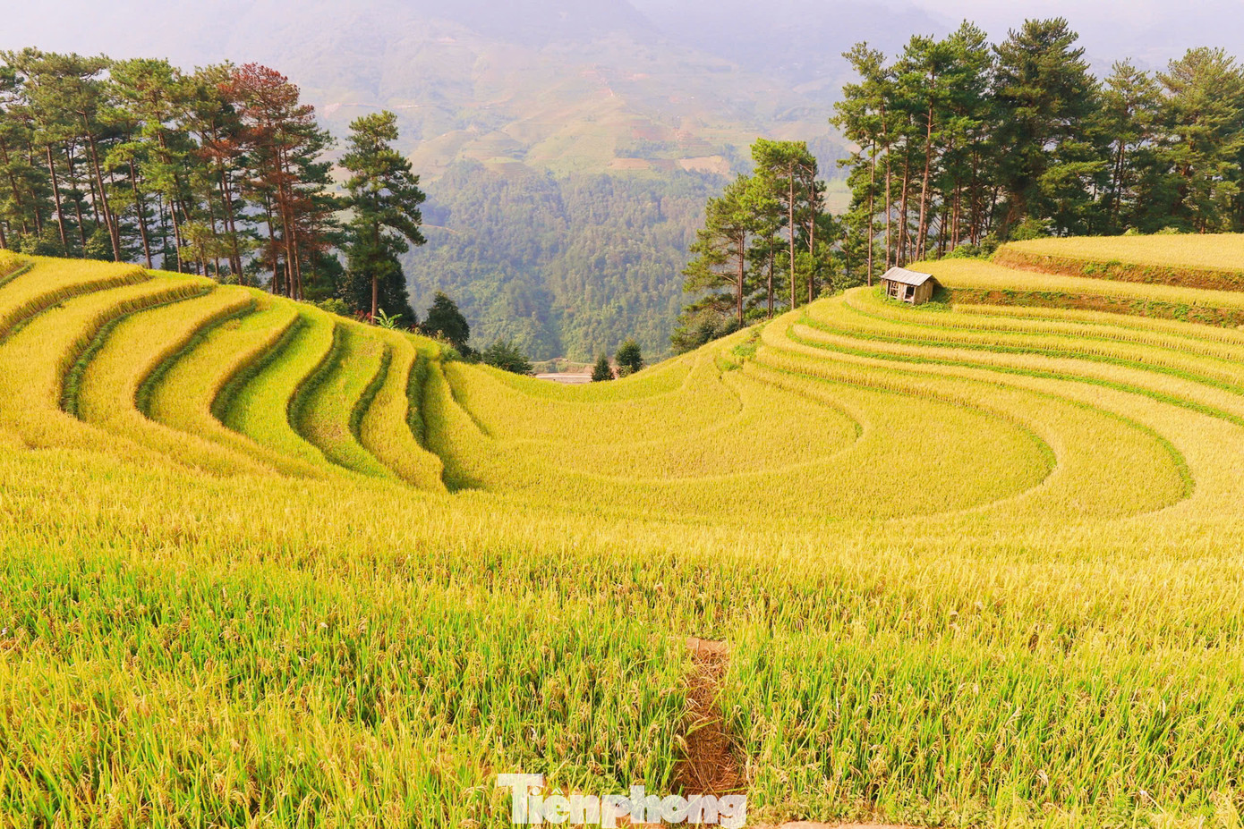 Theo ghi nhận của phóng viên, những ngày giữa tháng 10, trên những thửa ruộng bậc thang Mù Cang Chải, lúa đã chín vàng rộ khắp các cánh đồng, một số địa điểm đã thu hoạch.