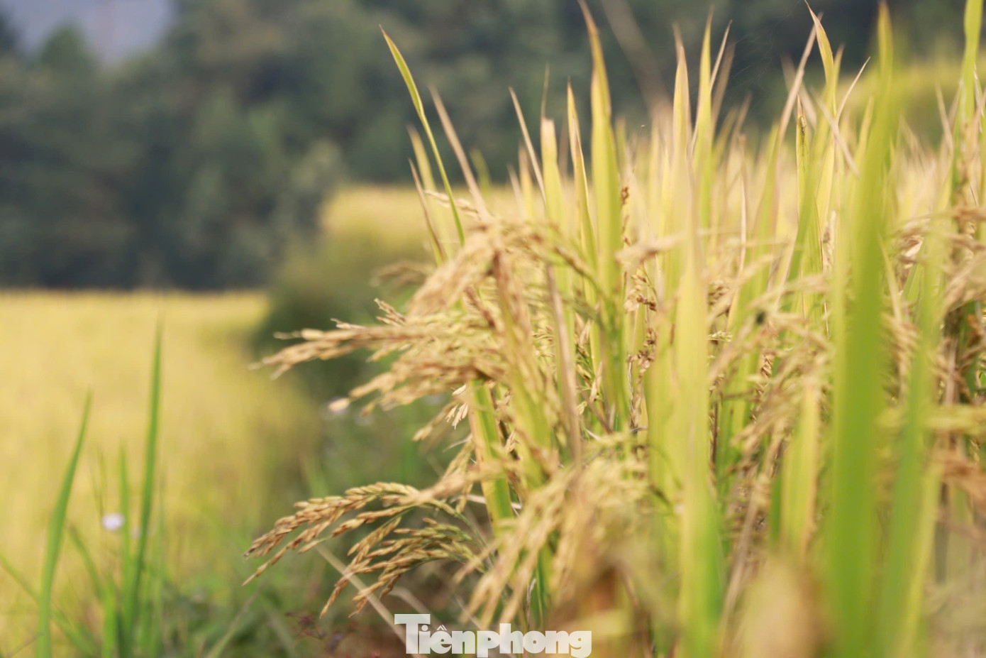 Những bông lúa trĩu nặng được bà con gánh từ những vạt đồi cao ra đường lớn để mang về nhà.