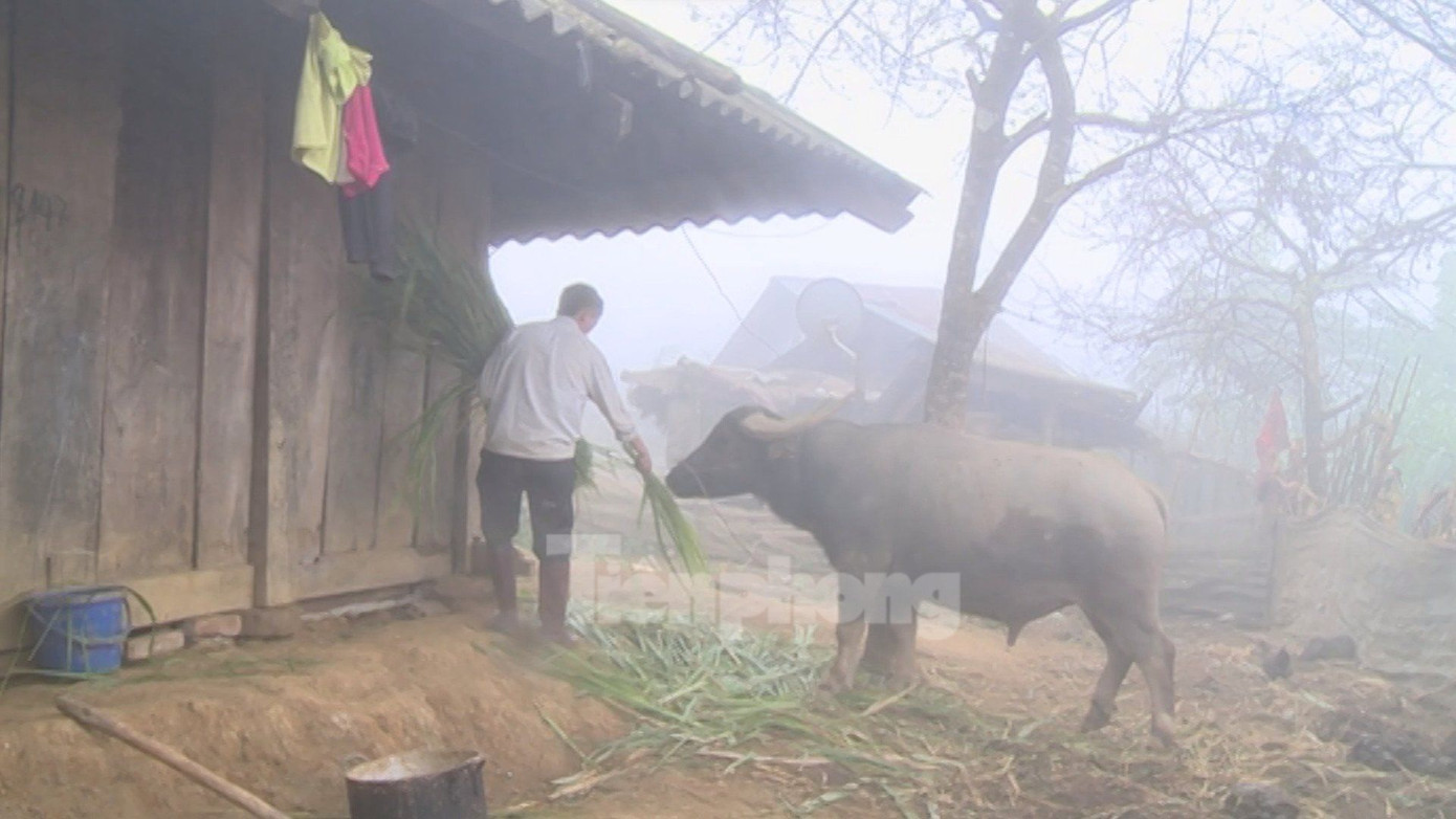 Tương tự, huyện vùng cao biên giới Sìn Hồ nằm ở độ cao hơn 1.600 mét so với mực nước biển. Những ngày qua, huyện Sìn Hồ sương mù bao trùm khắp các bản làng, nhiệt độ luôn ở mức dưới 7 độ C.