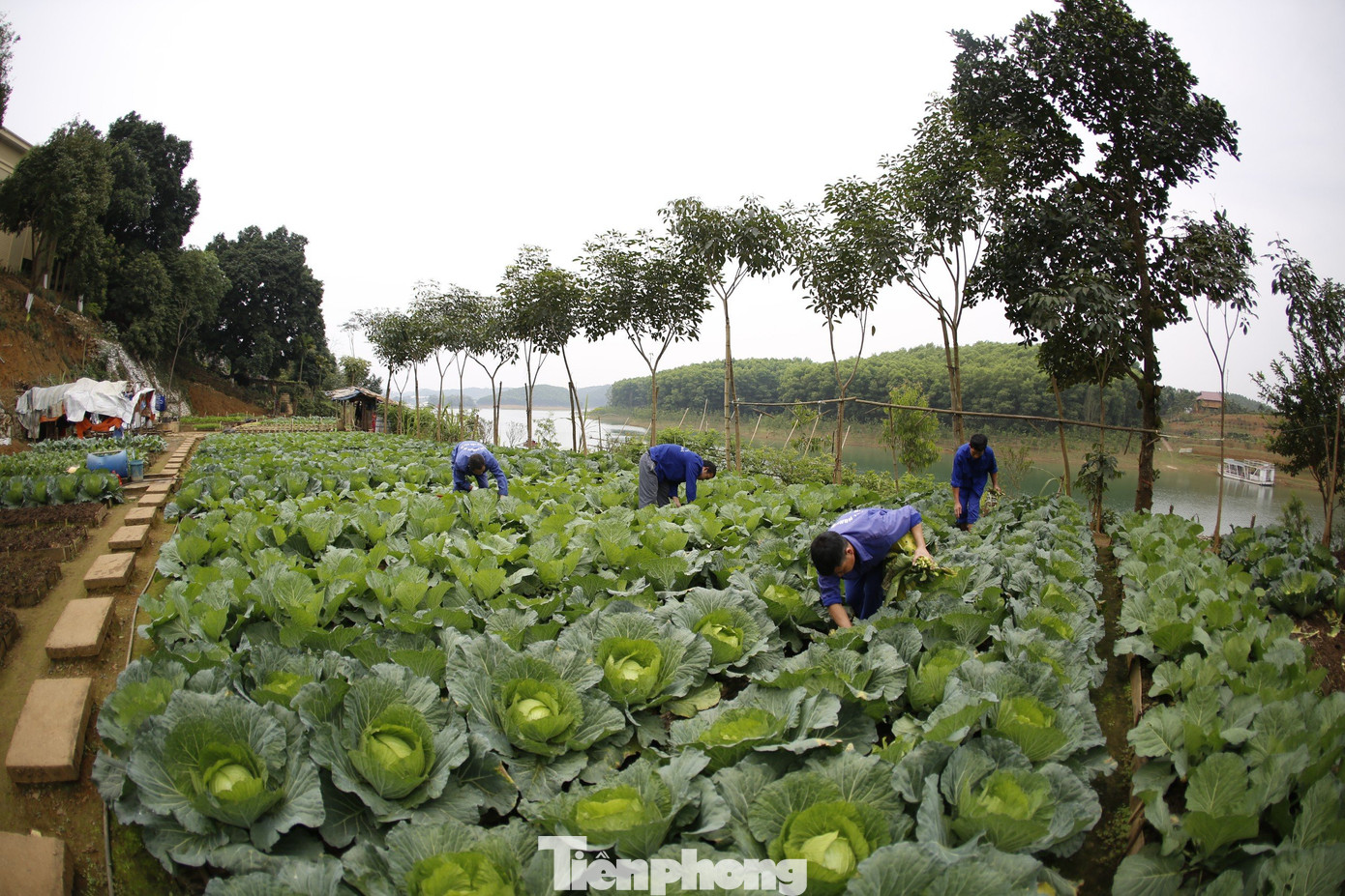 Tại cơ sở cai nghiện này, ngoài lao động trồng rau, nuôi lợn, bò, thả cá. Các học viên được đào tạo các nghề như mộc, linh kiện điện tử, may mặc... Trong đó, hoàn thành việc cai nghiện tại cơ sở, các học viên khi tái hòa nhập cộng đồng sẽ được Công ty trao chứng chỉ hoàn thành khóa học, được nhận vào làm việc tại đơn vị nếu có nhu cầu. Trao đổi với Tiền Phong, học viên T.T.L (SN 1984, ở xã La Pán Tẩn, huyện Mù Cang Chải) cho biết, không chỉ được đào tạo nghề, những người không biết viết, biết chữ khi vào đây được các cán bộ mở lớp xóa mù chữ.