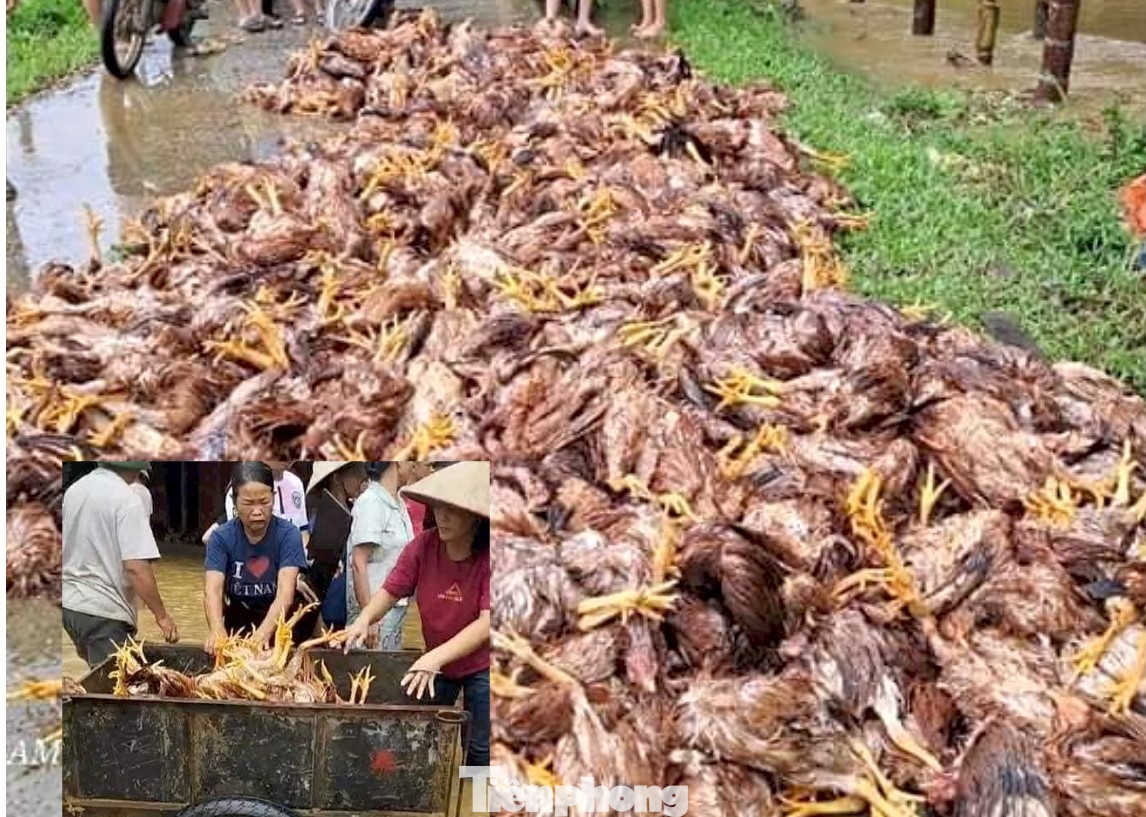 Người dân trong xã đến "giải cứu" đàn gà bị chết do mưa lớn.