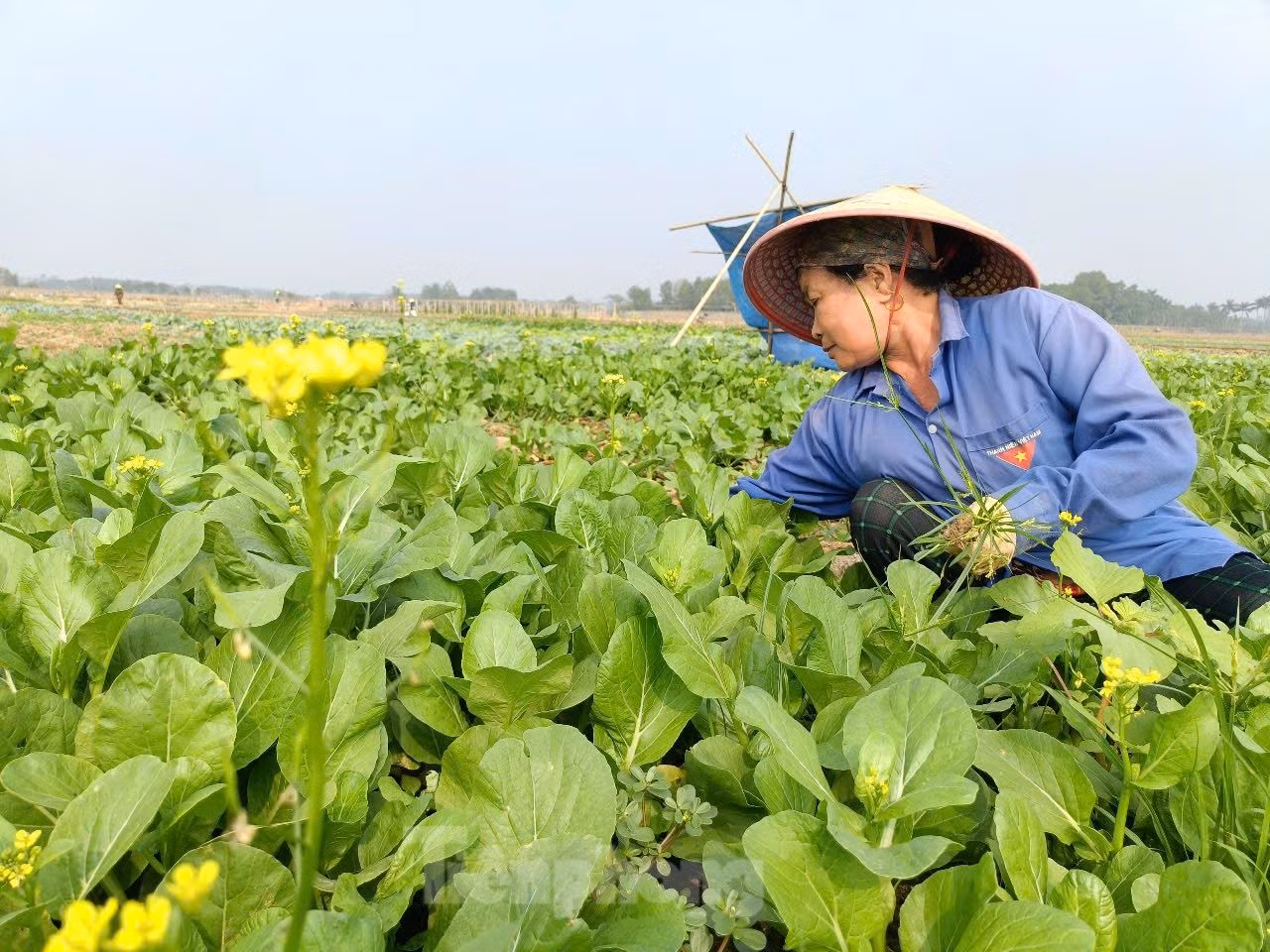 Theo ông Tuấn, bên cạnh các nguồn hỗ trợ hạt giống và vật tư của nhà nước và các tổ chức, doanh nghiệp, chính quyền địa phương, quan trọng nhất là quyết tâm của bà con. Đến thời điểm này, toàn xã đã gieo trồng hơn 60ha rau vụ đông.