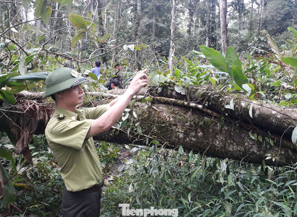 Ghi nhận thực trạng rừng để phục vụ công tác quản lý, bảo vệ rừng. Ảnh: Tất Đạt